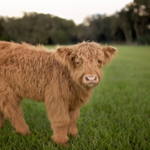 golden micro mini cow