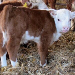 miniature charolais cow
