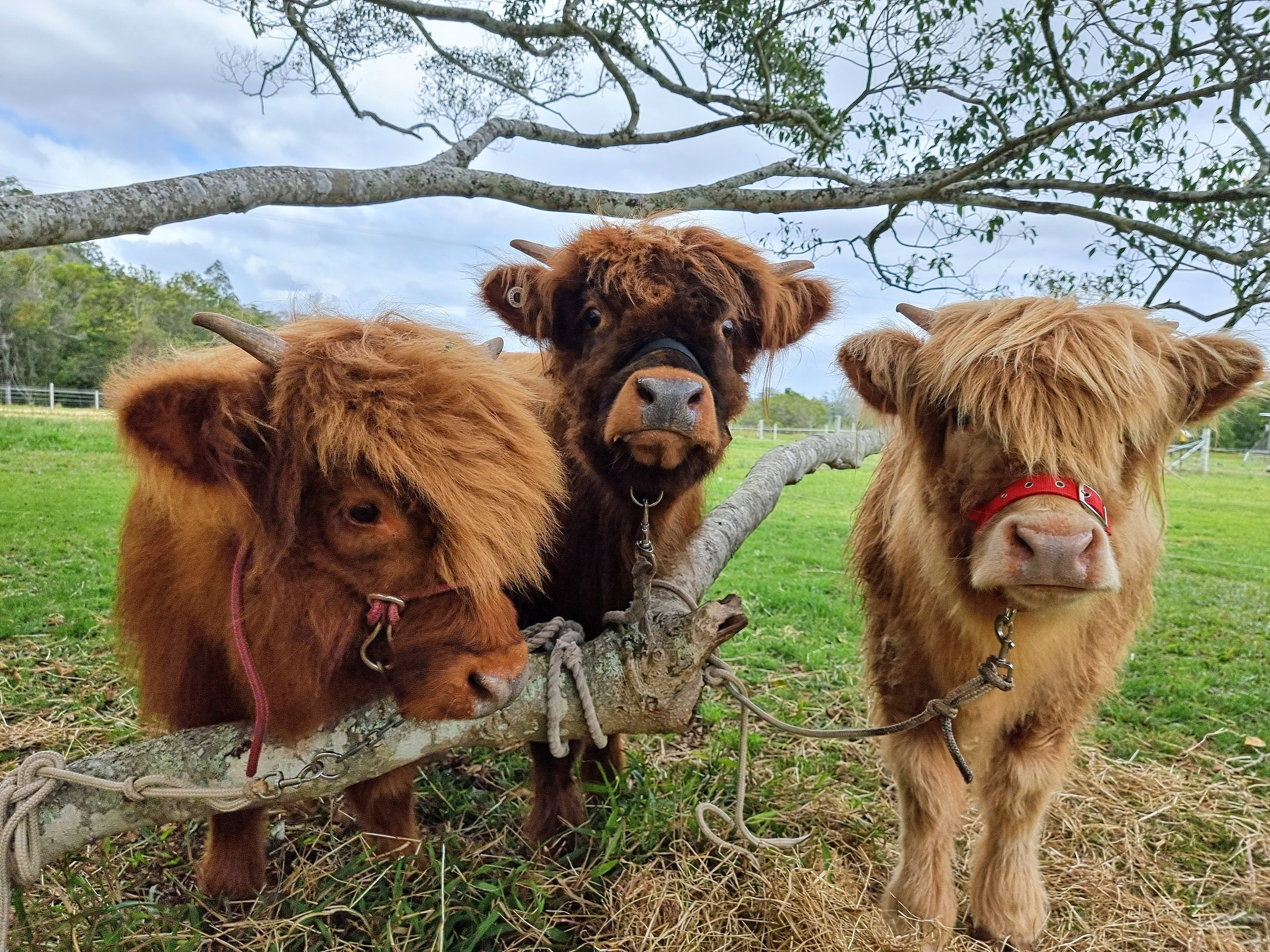 highlandcalves