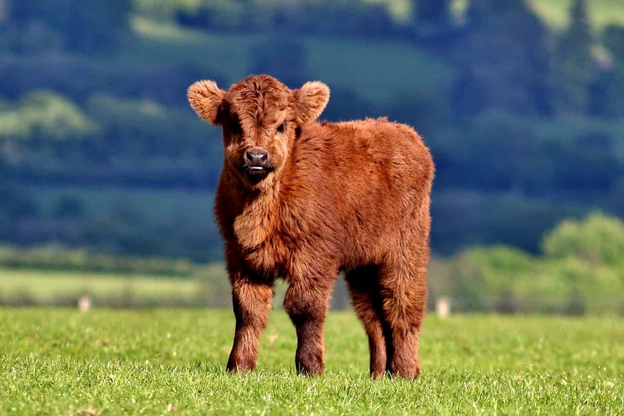 mini fluffy cows