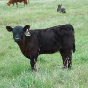 miniature angus cow