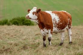 miniature ayrshire cow