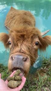 🍏 tasty cow treats for mini highland cows – reward with love! 🐮❤️