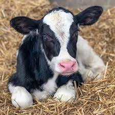 miniature holstein cow