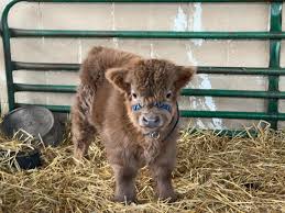 brown micro mini cow