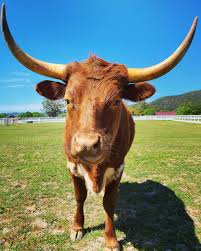 miniature longhorn cow