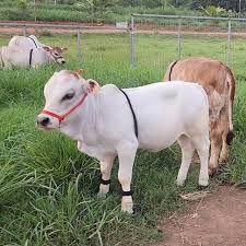 classic micro mini cow