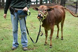 miniature zebu cow