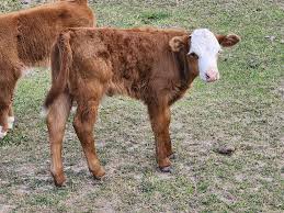 miniature dexter cow