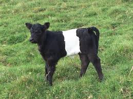 miniature belted galloway cow