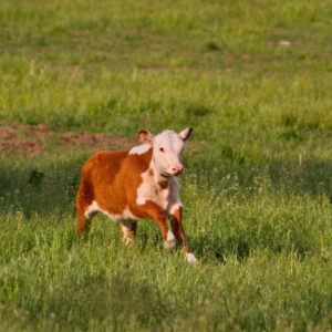 miniature shorthorn cow