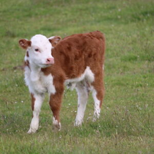 miniature hereford cow