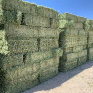 🌿 premium hay for mini highland cows – fresh, nutritious & farm ready! 🐮