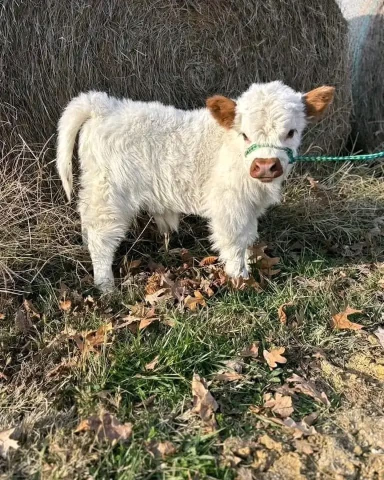 terry – male terry – male