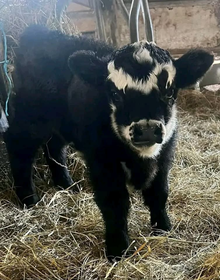 rosie – female rosie – female