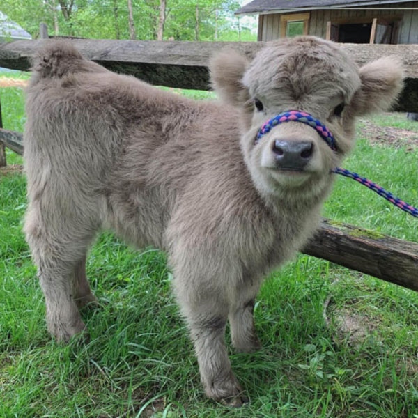 Ruby & Luca) - Image 5