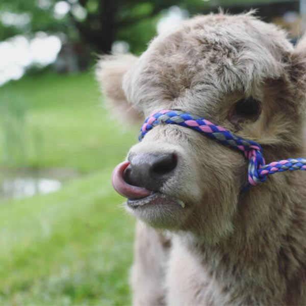 Ruby & Luca) - Image 3