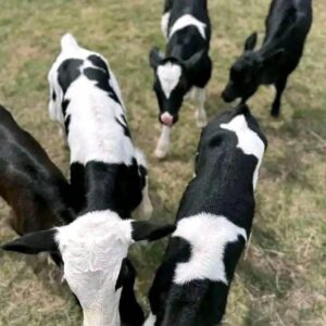 10 Holstein calves
