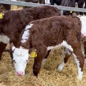 Hereford calvespolled