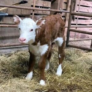 Hereford Bottle-Fed Calves F! 🍼