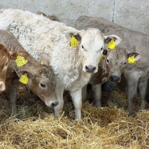 charolais calves