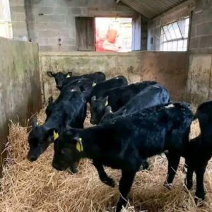 black Angus calves